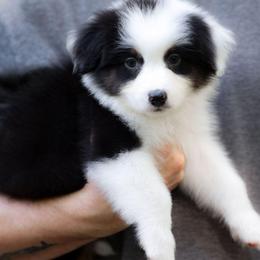 Sneezy - Black tri-color male Australian Shepherd puppy in Georgetown, Texas from River Reign Australian Shepherds