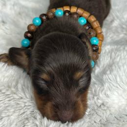 Miranda Lambert - Chocolate and tan female Dachshund puppy in Payette, Idaho from NT Mini Doxies