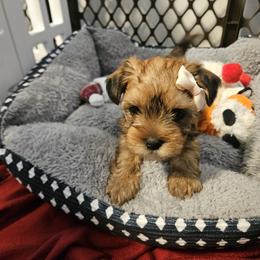 Shorkie and Yorkshire Terrier Puppies from Passion Pups TN