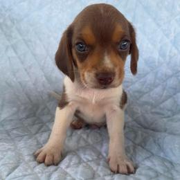 Boy 2 - Brown white and tan male Beagle puppy in Galax, Virginia from Dells  Dachshund’s