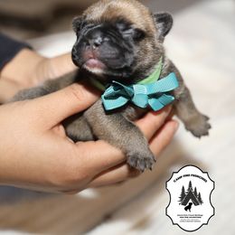 French Bulldog Puppies from Camp Fine Frenchies