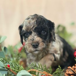 Wilber - Merle male Cockapoo puppy in Saint Louis, Missouri from Jax Doodles