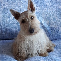 Scottish Terriers from Mcurrry Scotts