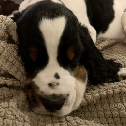English Springer Spaniel Puppies from WorleyByrd Springers