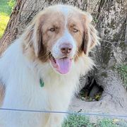 Lexi - Karakachan