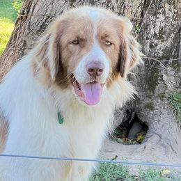 Lexi - Karakachan