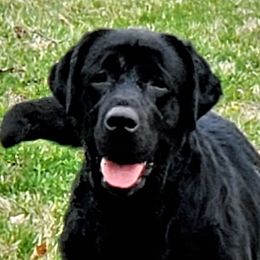 Selene - Labrador Retriever