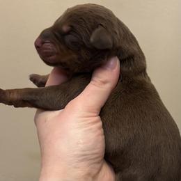Girl 2 - female Doberman Pinscher puppy in Wellington, Ohio from Jessie J's Dobermans