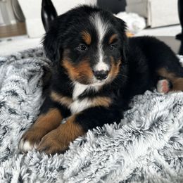 Dixie - Black rust and white female Bernese Mountain Dog puppy in Dundee, Ohio from Steinhaus Dogs