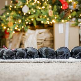 Labrador Retriever Puppies from Mid-Columbia Labradors