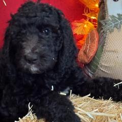 Hawkeye - Saint Berdoodle puppy in Huntington Station, New York from R & C's for the Love of Doodles