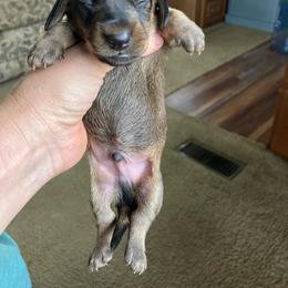 Forrest - Red male Dachshund puppy in Brave, Pennsylvania from Maple Moon Mini Dachshunds