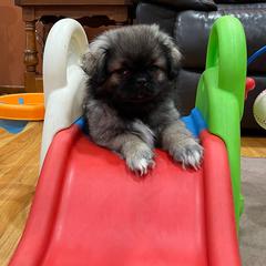 Tibetan Spaniel Puppies from Sterling Tibbies