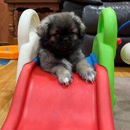 Tibetan Spaniel Puppies from Sterling Tibbies