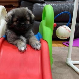 Tibetan Spaniel Puppies from Sterling Tibbies