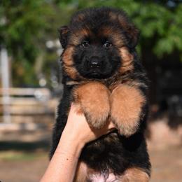 Mike - Black and red male German Shepherd puppy in Azle, Texas from Alsup German Shepherds