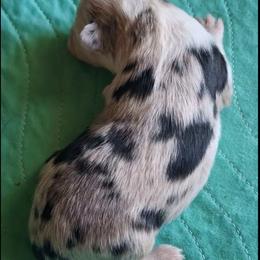 Bailey - Blue merle female Miniature Australian Shepherd puppy in Copperas Cove, Texas from Aussies Acre