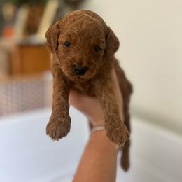 Willie - Red  male Goldendoodle puppy in Feasterville, Pennsylvania from Taylor Doodles