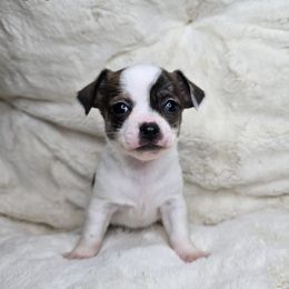 Boo - Blue brindled fawn female Chihuahua puppy in El Paso, Texas from JVJ Chihuahua