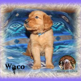 Waco - Dark golden male Golden Retriever puppy in Anson, Texas from Diamond Bar N Ranch
