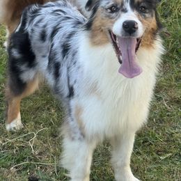 Genesis - Australian Shepherd