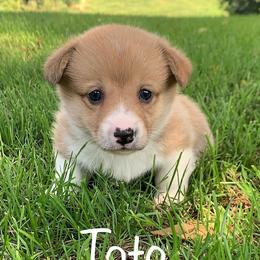 Pembroke Welsh Corgi Puppies from Cahas Corgis