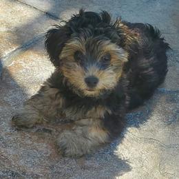 Yorkipoo Puppies from TheSocialk9