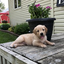 Mia (Yellow) - Golden female Golden Retriever puppy in Webster City, Iowa from Whispering Pines Precious Puppies
