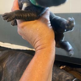 Boy 3 - Gray Cane Corso puppy in Mercer, Pennsylvania from Midnight Cane Corso USA