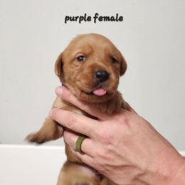 Purple collar female - Yellow female Labrador Retriever puppy in Hebron, Kentucky from Top Notches Labrador Retrievers