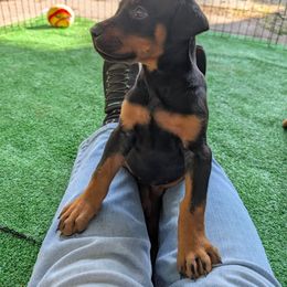 Raven - Black and rust female Doberman Pinscher puppy in Shrewsbury, Massachusetts from Di Nonno Dobermann