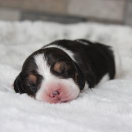 Bridger - Black tan and white female Beagle puppy in Morrill, Kansas from Kelle Beagles