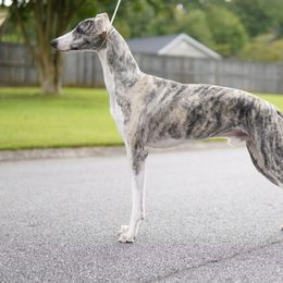 Handsome - Whippet