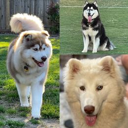 Siberian Husky All Grown Up from Freedom Huskies