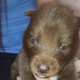 Dracarys - Red and white male Siberian Husky puppy in Richland, Mississippi from Feazell’s Siberian Huskies