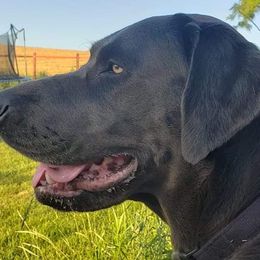 Labrador Retrievers from McDigger