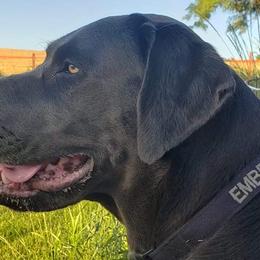 Labrador Retrievers from McDigger