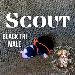 Scout - Black tri male Miniature American Shepherd puppy in Ferndale, California from Lost Coast Aussies