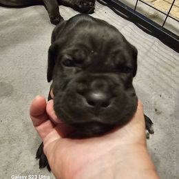 Girl 2 - Black female Cane Corso puppy in Dunnellon, Florida from Touch of Spice Kennels