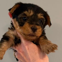 Champion Sired Remy - Black and gold male Yorkshire Terrier puppy in Forest Hill, Maryland from Chikito's Yorkies