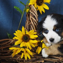 Miniature Australian Shepherd Puppies from Mini Aussie Tails