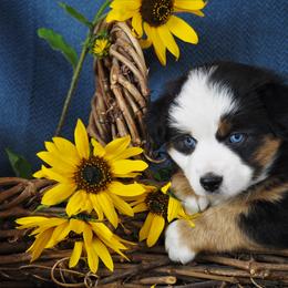 Miniature Australian Shepherd Puppies from Mini Aussie Tails