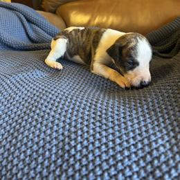 Crush - White and red brindle male Whippet puppy in Oneida, Tennessee from Saving Grace