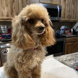 Daphne - Poodle