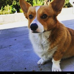 Ds jasper - Pembroke Welsh Corgi