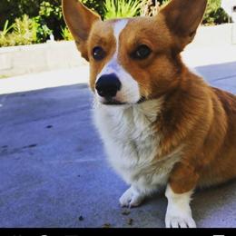 Ds jasper - Pembroke Welsh Corgi