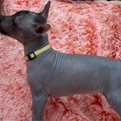 Pipixcan - Xoloitzcuintli puppy from Sirius Xolos