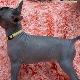 Pipixcan - Xoloitzcuintli puppy from Sirius Xolos