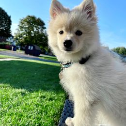 Pomsky Puppies from Greenville Pomskies