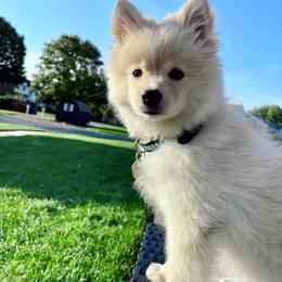 Pomsky Puppies from Greenville Pomskies
